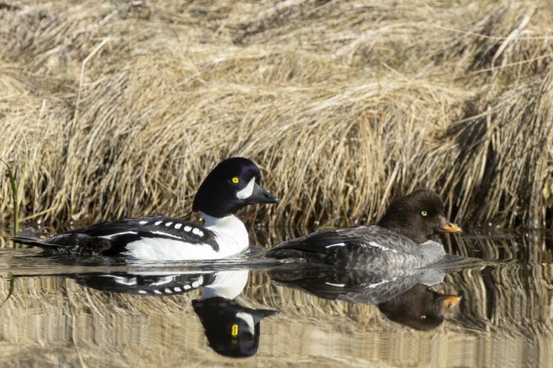 barrowsgoldeneye1446.jpg