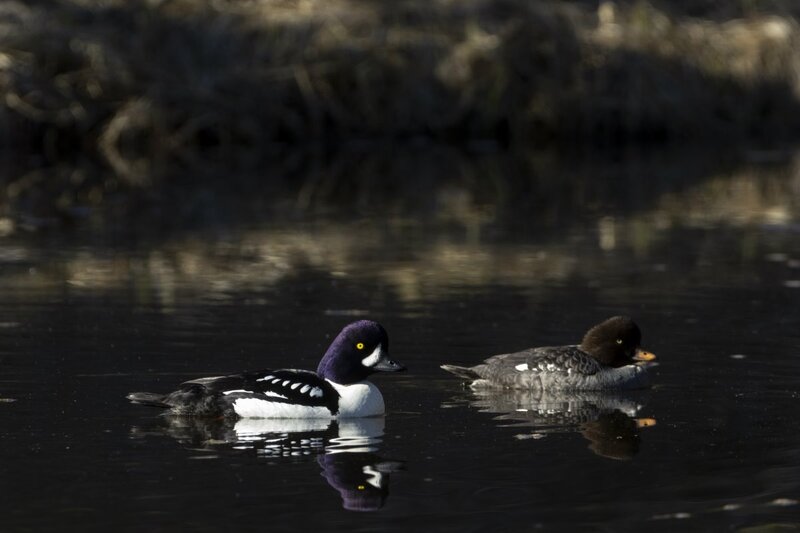 barrowsgoldeneye1526.jpg