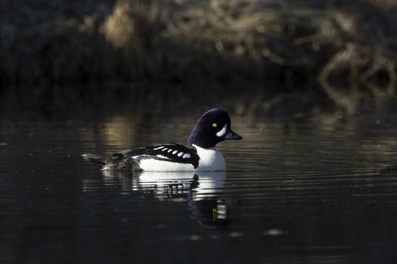 barrowsgoldeneye1530.jpg