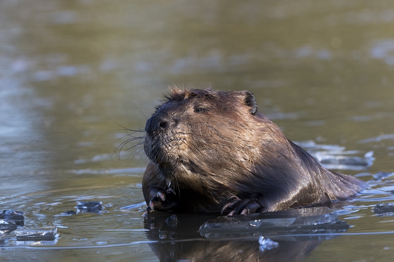 beaver-55261.jpg :: Large beaver pops up through in ice in autumn