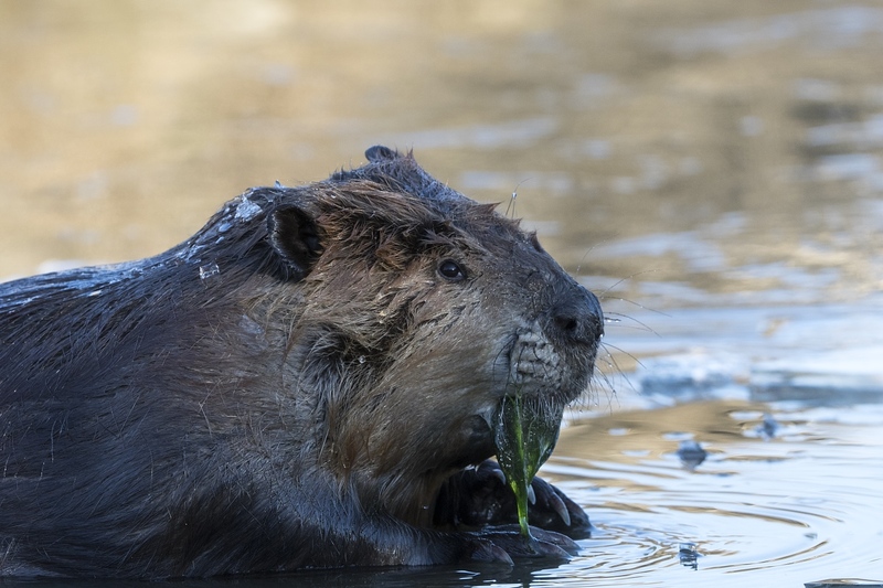 beaver-5539.jpg :: Large beaver eating algae at edge of ice