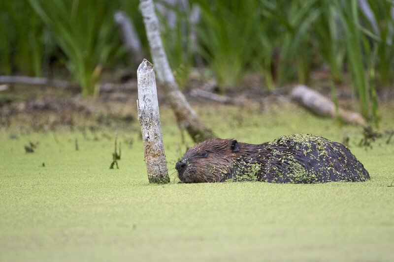 beaver-8771.jpg