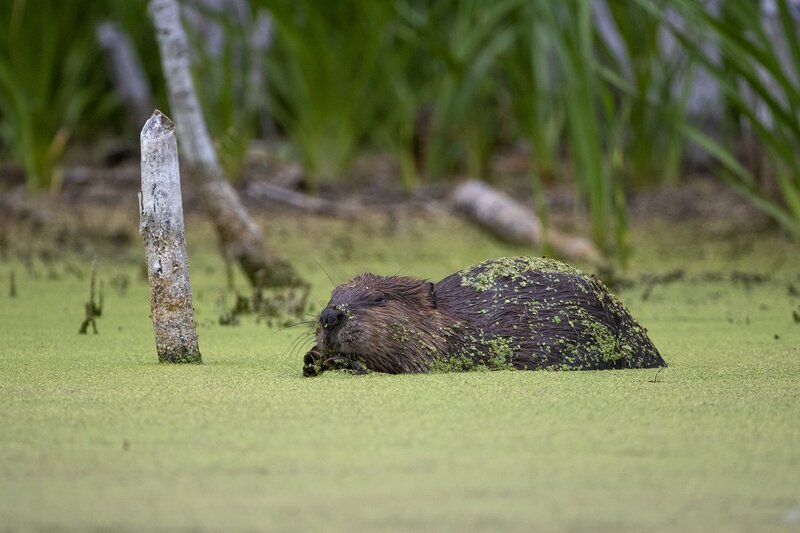 beaver-8785.jpg