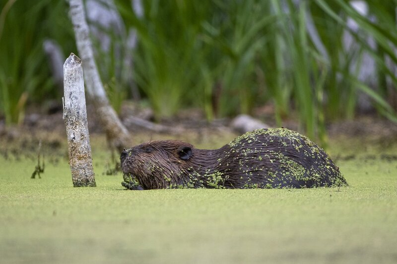 beaver-8803.jpg