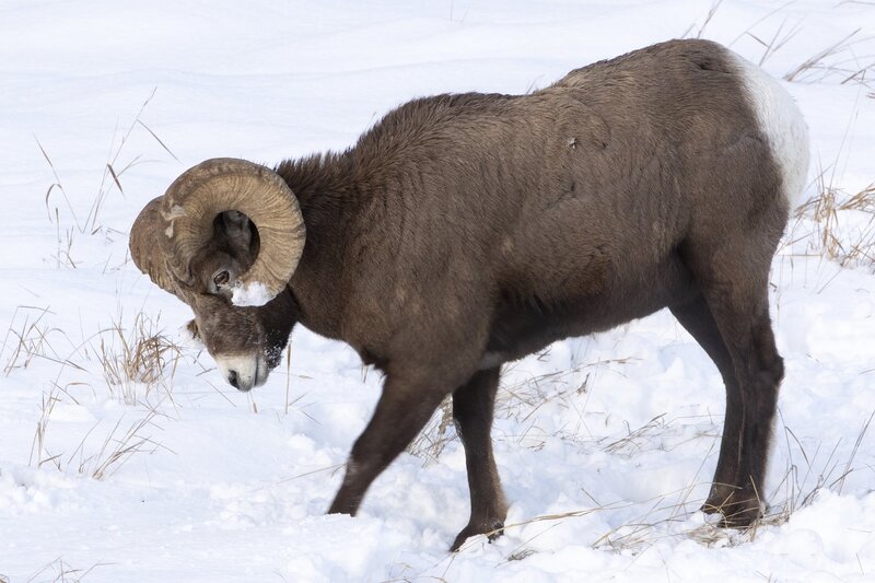 bighorn-0666.jpg