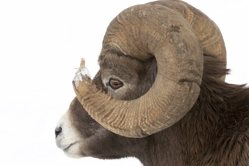 bighornram-0487.jpg