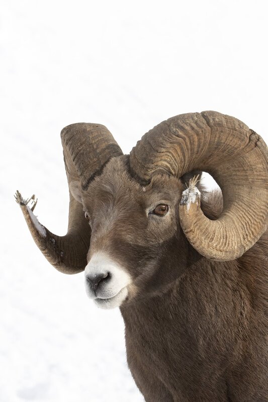bighornram-0513.jpg