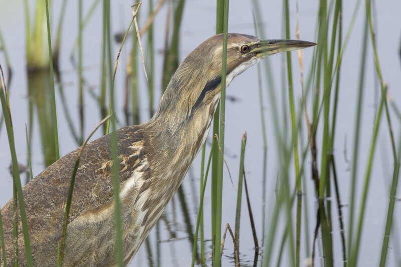 bittern-1581.jpg
