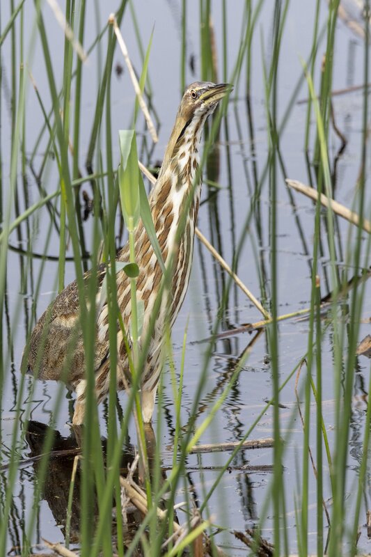 bittern-15901.jpg :: American bittern hunting in reeds