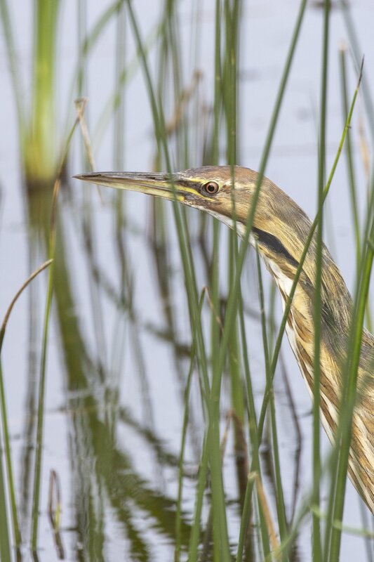 bittern-1607.jpg :: Closeup of American bittern in reeds