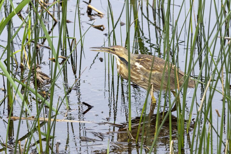bittern-1623.jpg