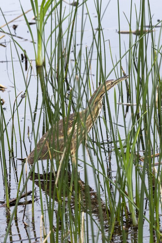 bittern-1644.jpg :: American bittern hunting in reeds