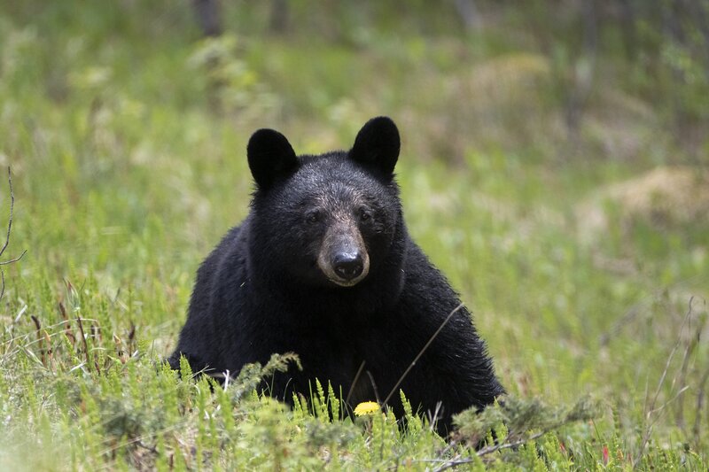 blackbear-0750.jpg