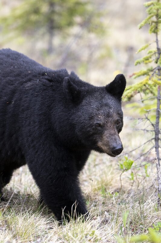 blackbear-0982.jpg