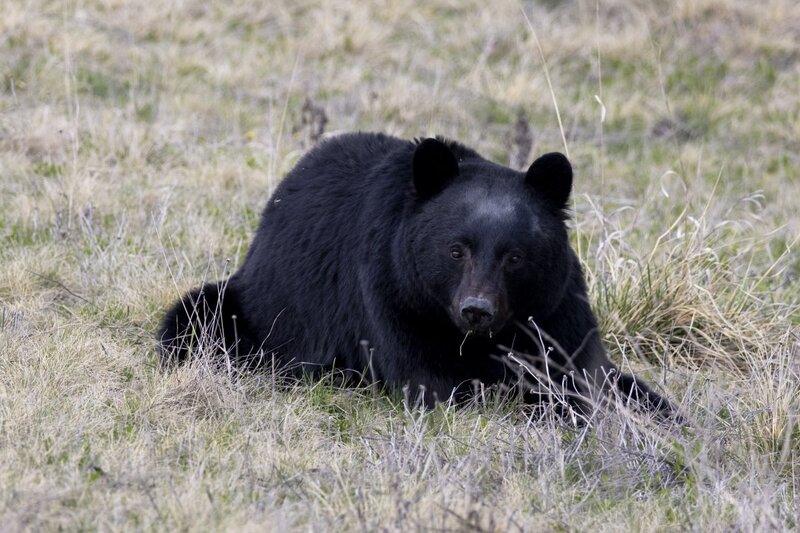 blackbear1570.jpg