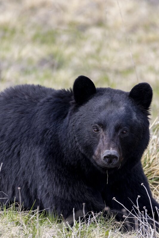 blackbear1574.jpg