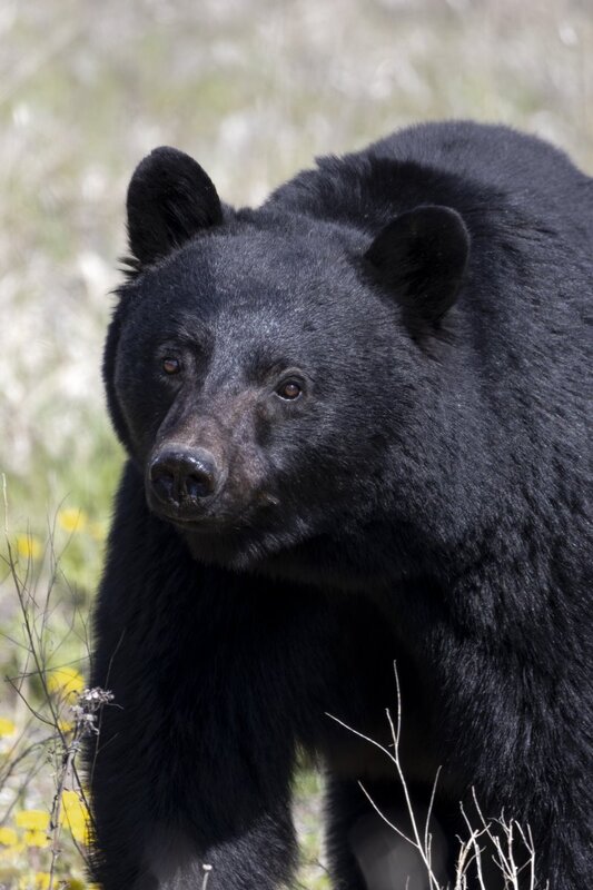 blackbear1804.jpg