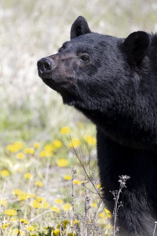 blackbear1807.jpg