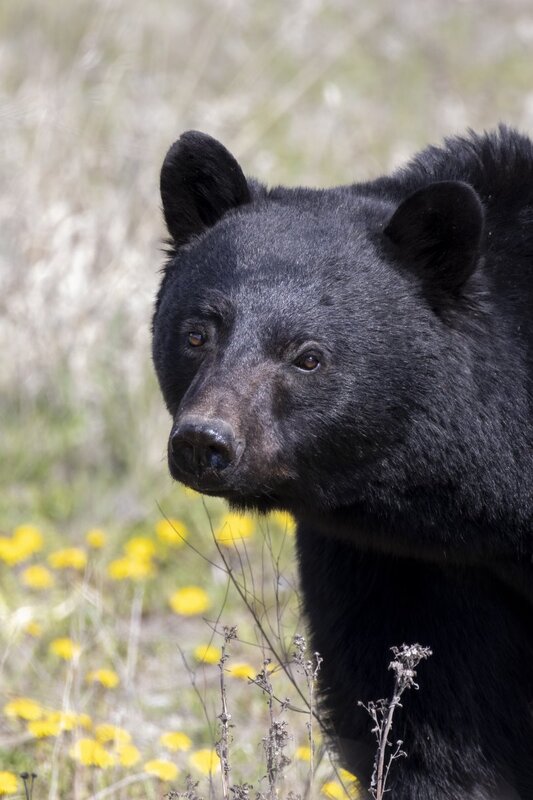 blackbear1808.jpg