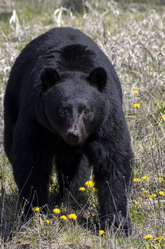blackbear1812.jpg