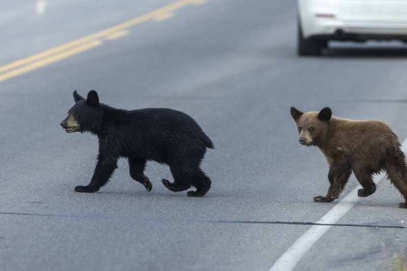 blackbear2021.jpg