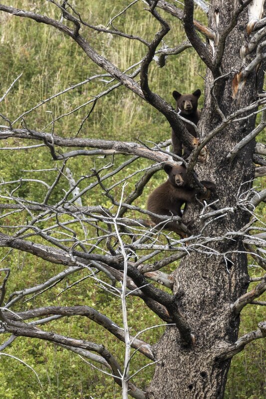 blackbear2116.jpg
