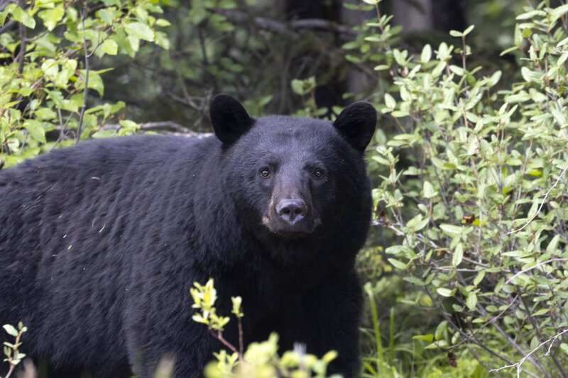 blackbear2189dn-denoise-sharpen.jpg