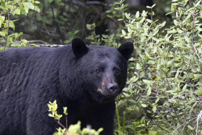 blackbear2191.jpg