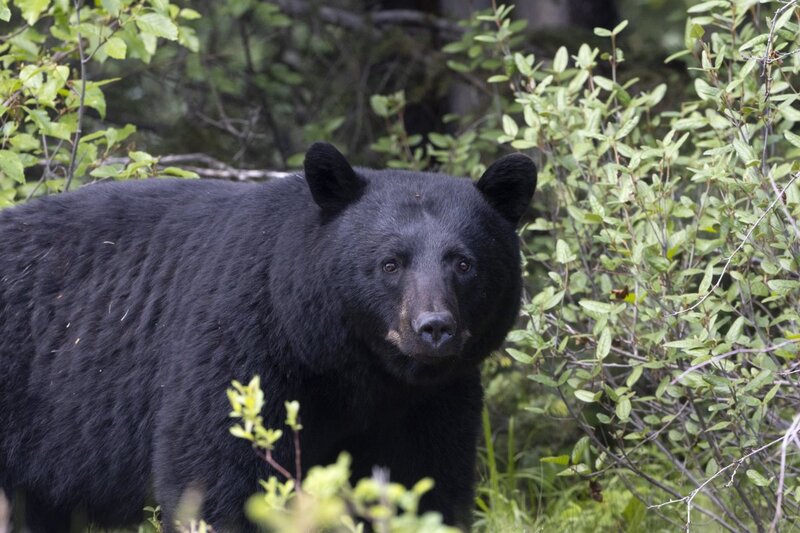blackbear2193.jpg