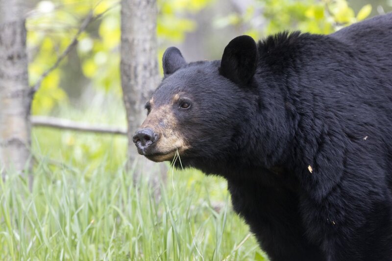 blackbear2344.jpg