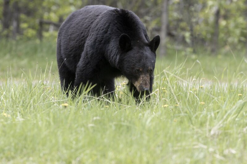 blackbear2372.jpg