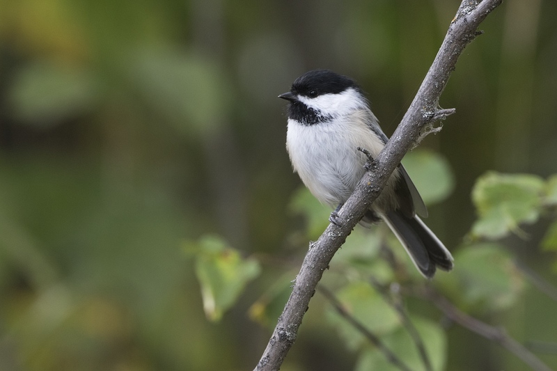 blackcappedchickadee-3249.jpg