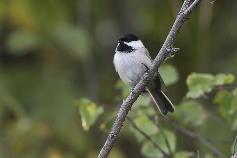 blackcappedchickadee-3261.jpg