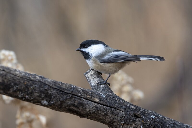 blackcappedchickadee-9868.jpg