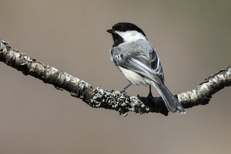blackcappedchickadee1390.jpg