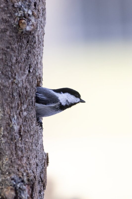 blackcappedchickadee1400.jpg