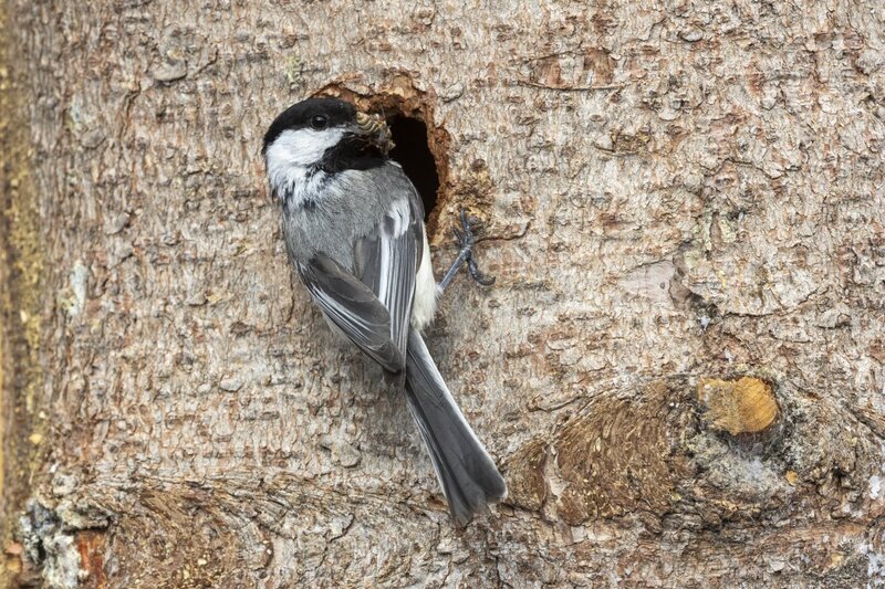 blackcappedchickadee1850.jpg