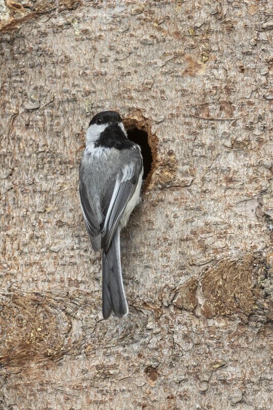 blackcappedchickadee1858.jpg