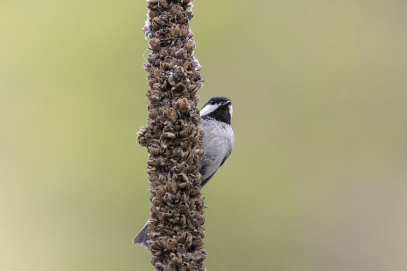 blackcappedchickadee2149.jpg