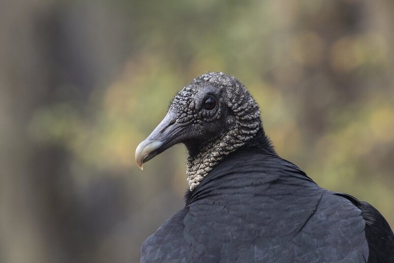 blackvulture-1061.jpg :: Closeup of black vulture looking over its shoulder