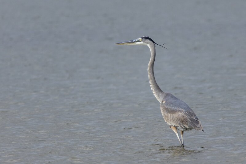 blueheron-2176.jpg :: Great blue heron wades in Gulf of Mexico