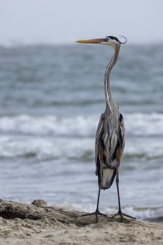 blueheron-2200.jpg :: Great blue heron stands on shore