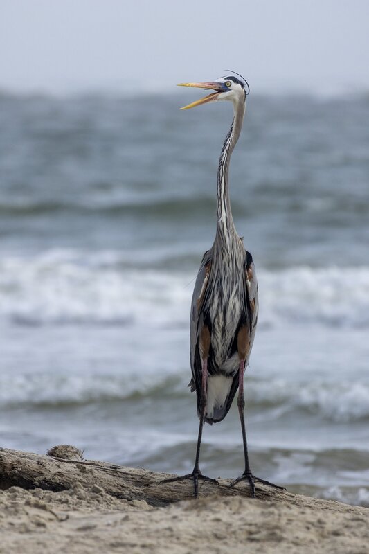 blueheron-2202.jpg :: Great blue heron stands on seashore
