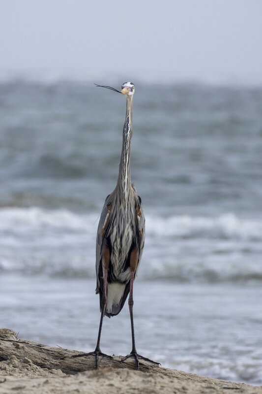 blueheron-22081.jpg :: Great blue heron stand on seashore