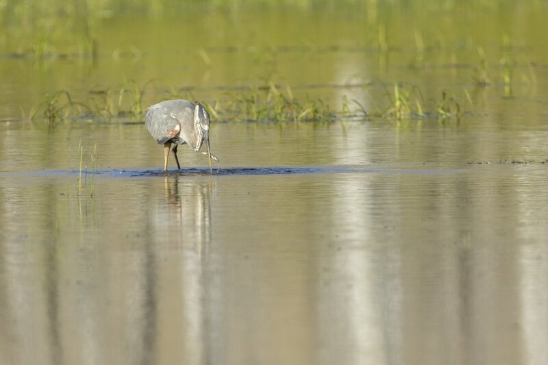 blueheron2048c.jpg