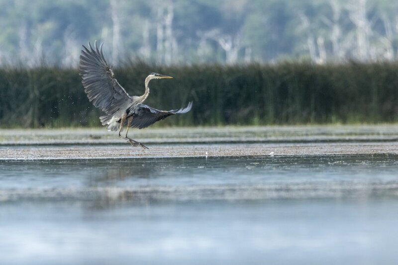 blueheron2218.jpg