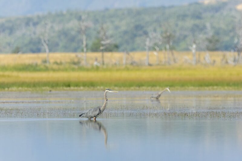 blueheron2248.jpg