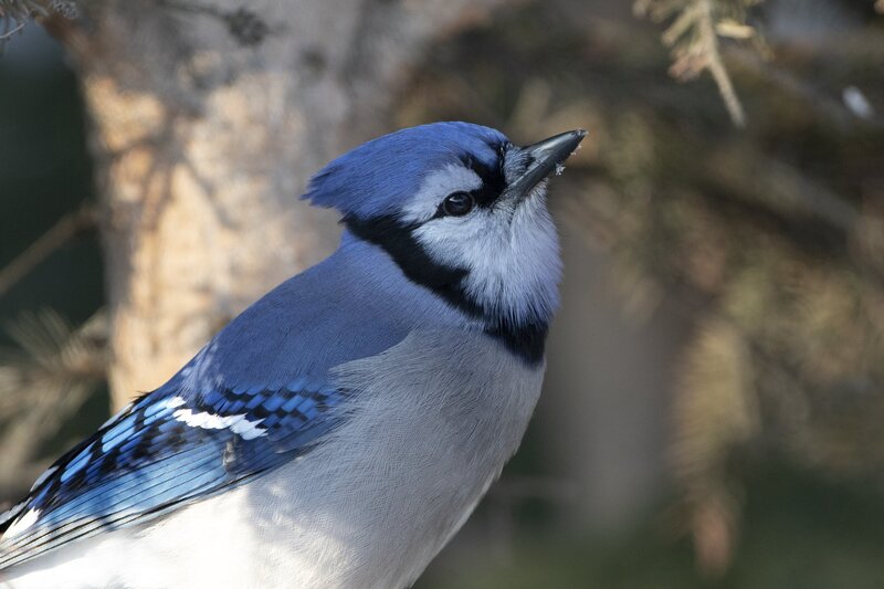bluejay-1328-2.jpg :: Closeup of blue jay
