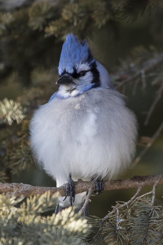 bluejay-6013.jpg