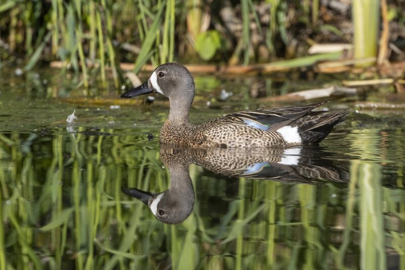 bluewingedteal0029.jpg